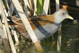 Little Crake