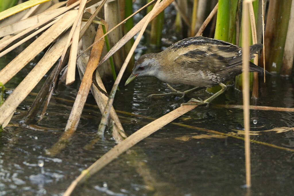 Little Crake female adult, identification