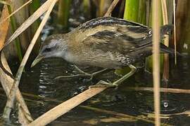 Little Crake