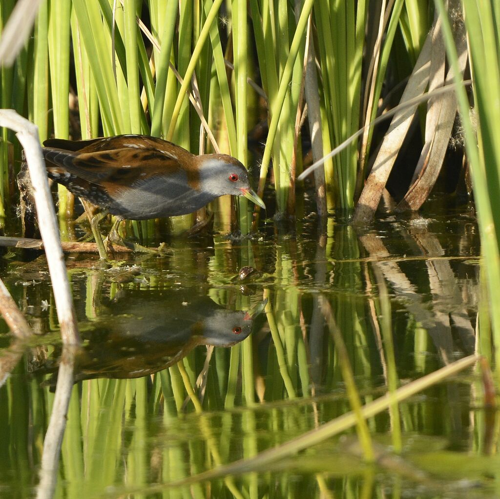 Little Crake male adult, identification, habitat