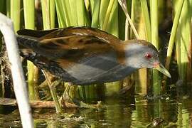 Little Crake