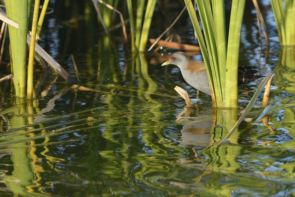 Marouette poussin mâle adulte, identification, habitat