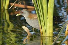 Little Crake