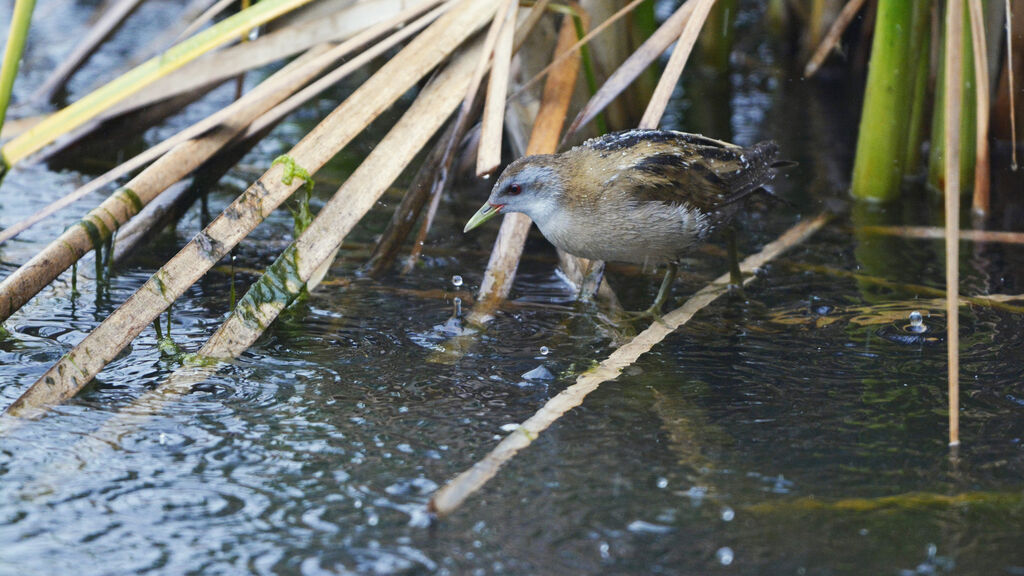 Little Crake female adult, identification