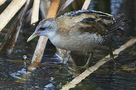 Little Crake