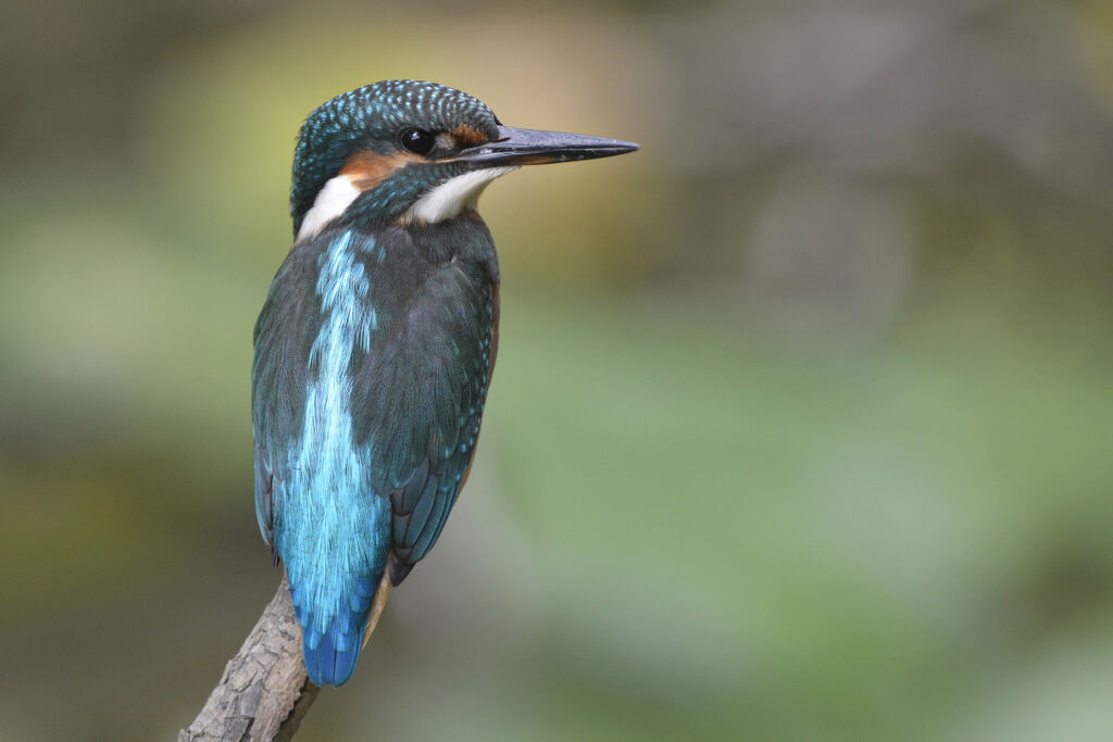 Common Kingfisher