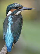 Common Kingfisher