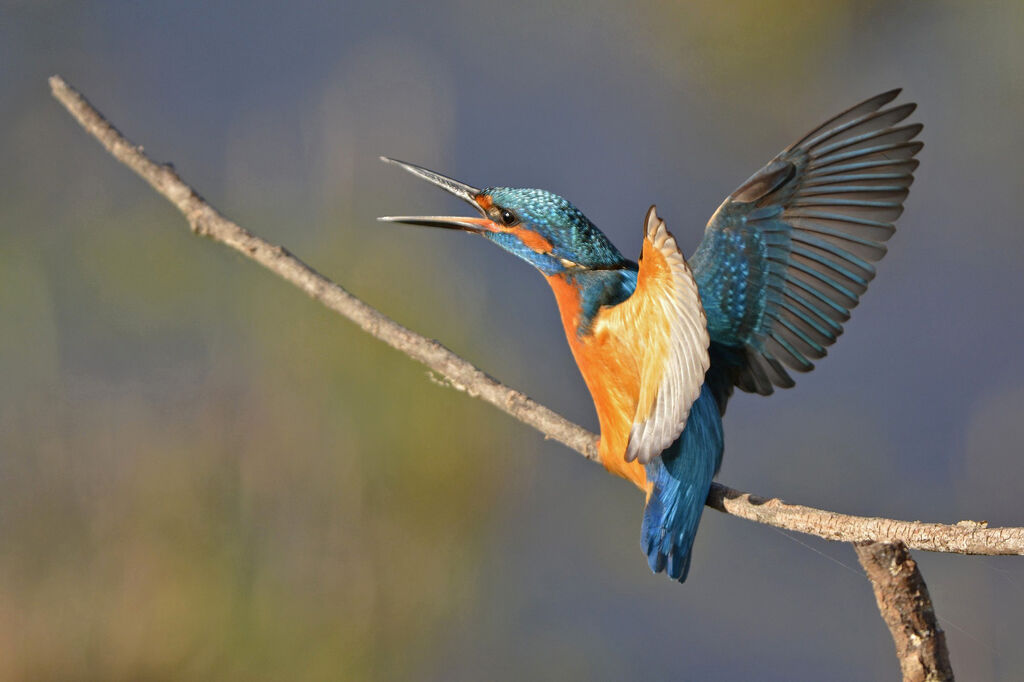 Common Kingfisher