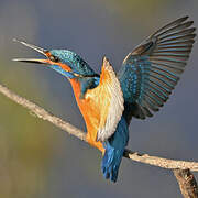 Common Kingfisher