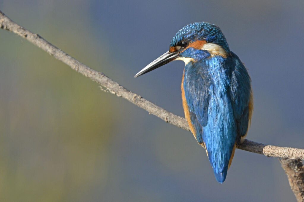 Martin-pêcheur d'Europe mâle adulte, identification