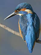 Common Kingfisher