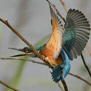 Common Kingfisher