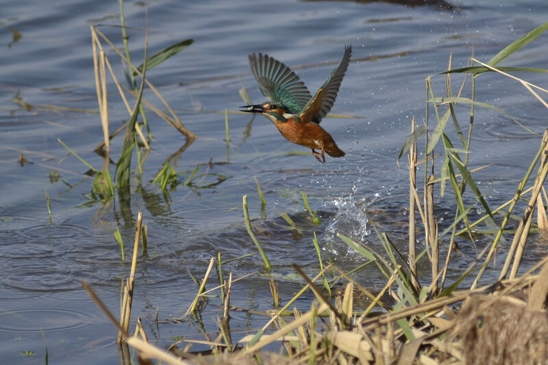 Common Kingfisher, feeding habits