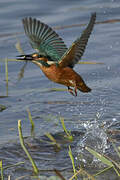 Common Kingfisher