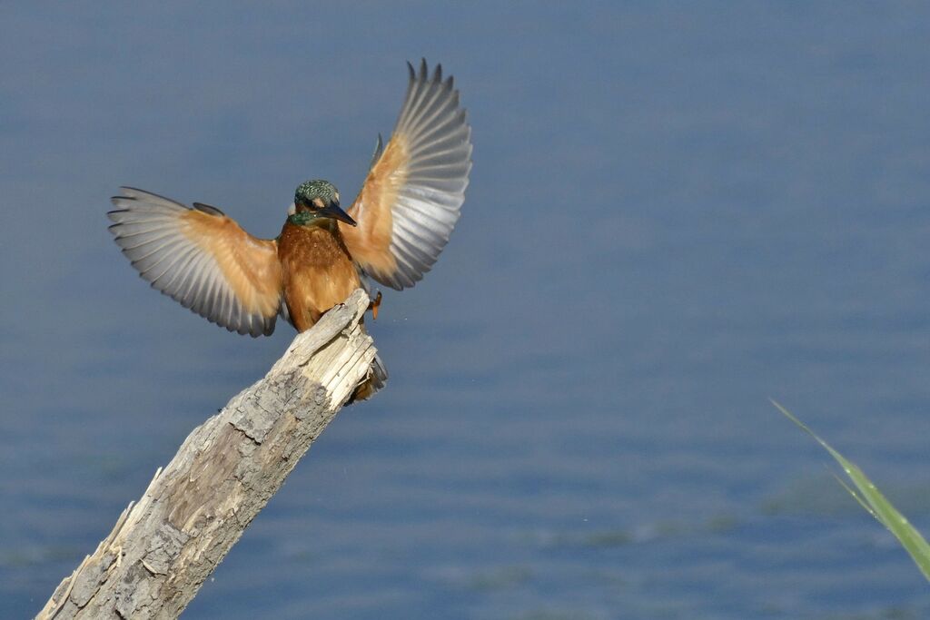 Common Kingfisher