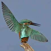 Common Kingfisher