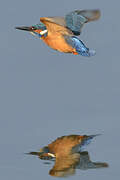 Common Kingfisher