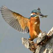 Common Kingfisher