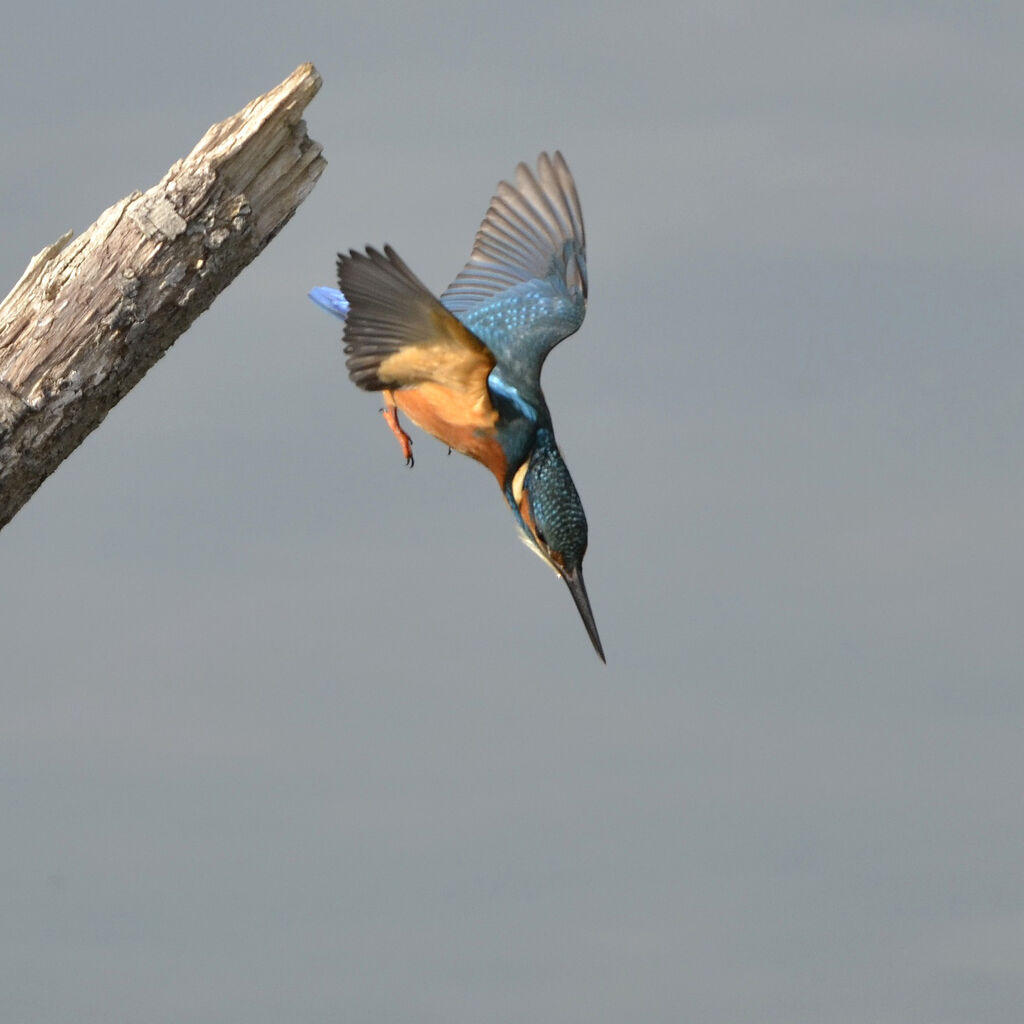 Common Kingfisher