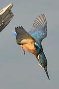 Common Kingfisher