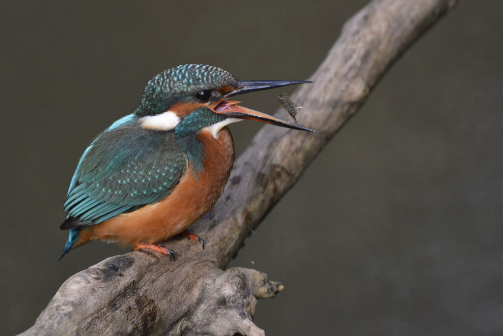 Martin-pêcheur d'Europe femelle immature, régime