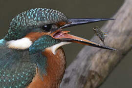 Common Kingfisher