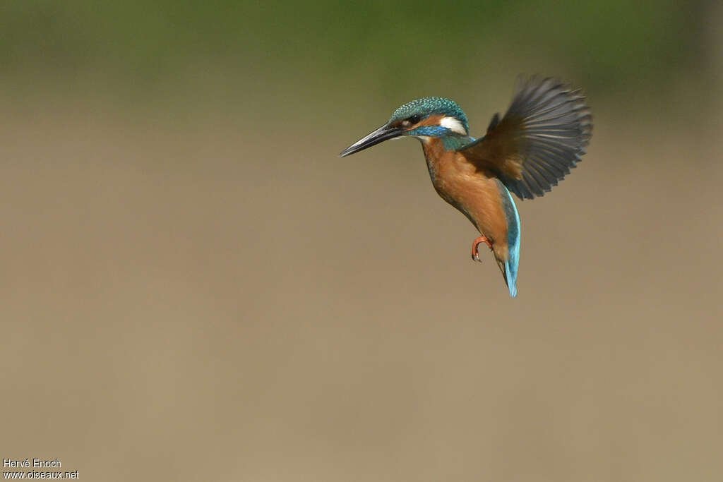 Common Kingfisher male adult, Flight, Behaviour