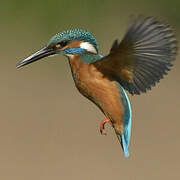 Common Kingfisher