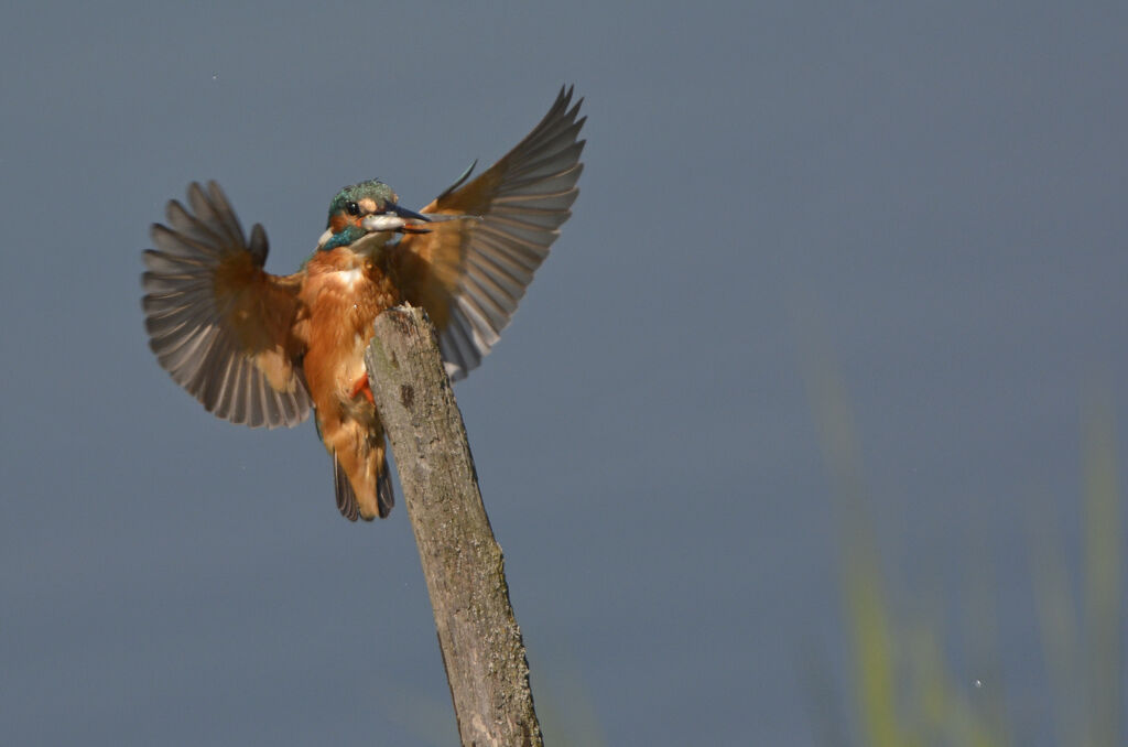 Common Kingfisher, feeding habits