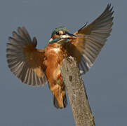 Common Kingfisher