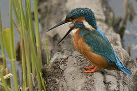 Common Kingfisher