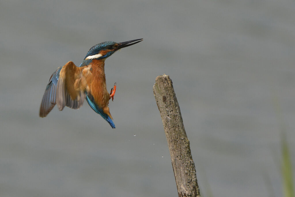 Common Kingfisher male adult