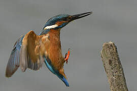 Common Kingfisher