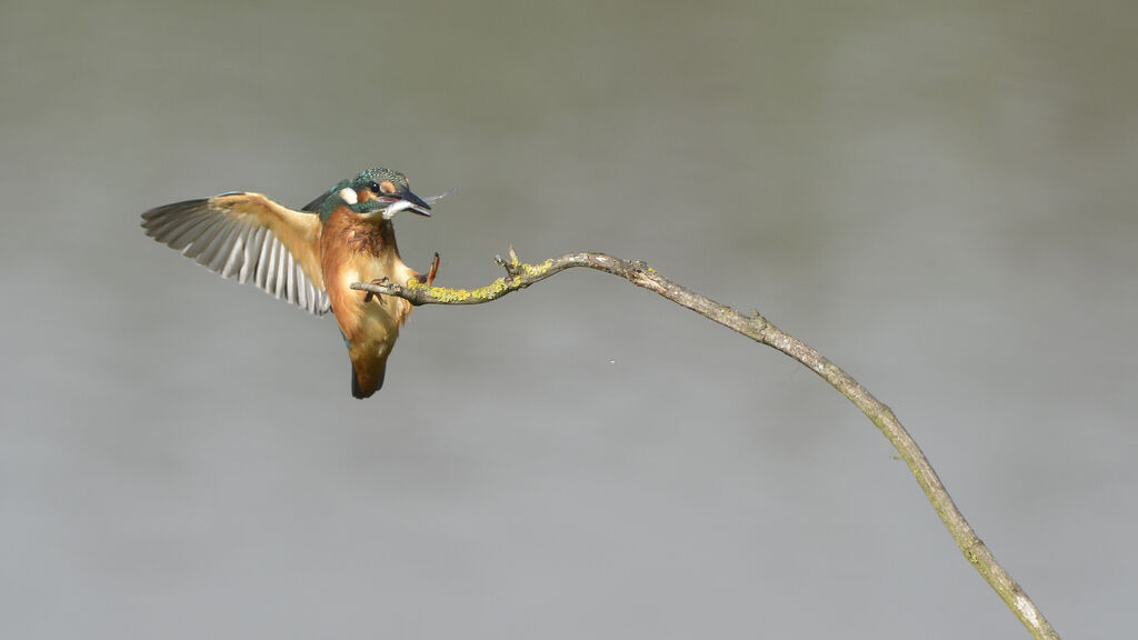 Common Kingfisher