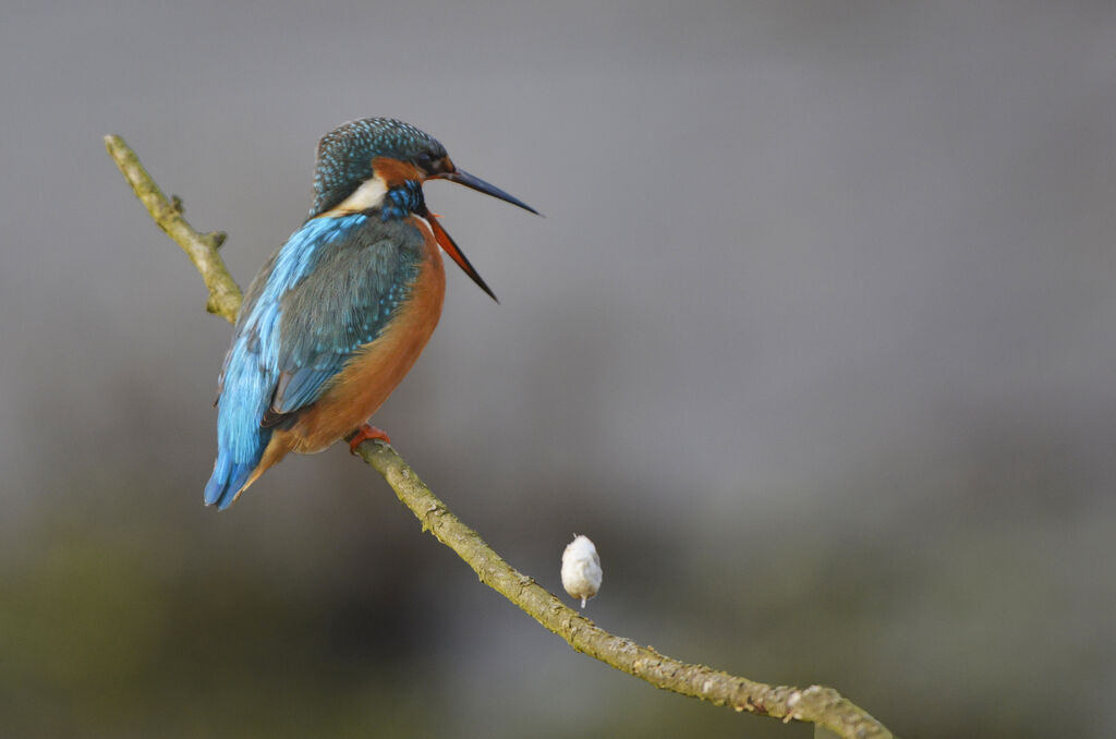 Common Kingfisher female adult, Behaviour