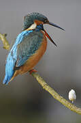 Common Kingfisher