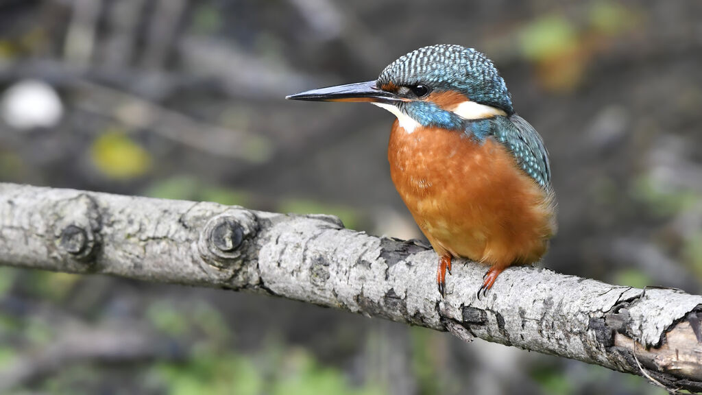 Martin-pêcheur d'Europe femelle 1ère année, identification