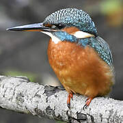 Common Kingfisher