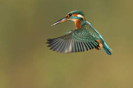 Common Kingfisher