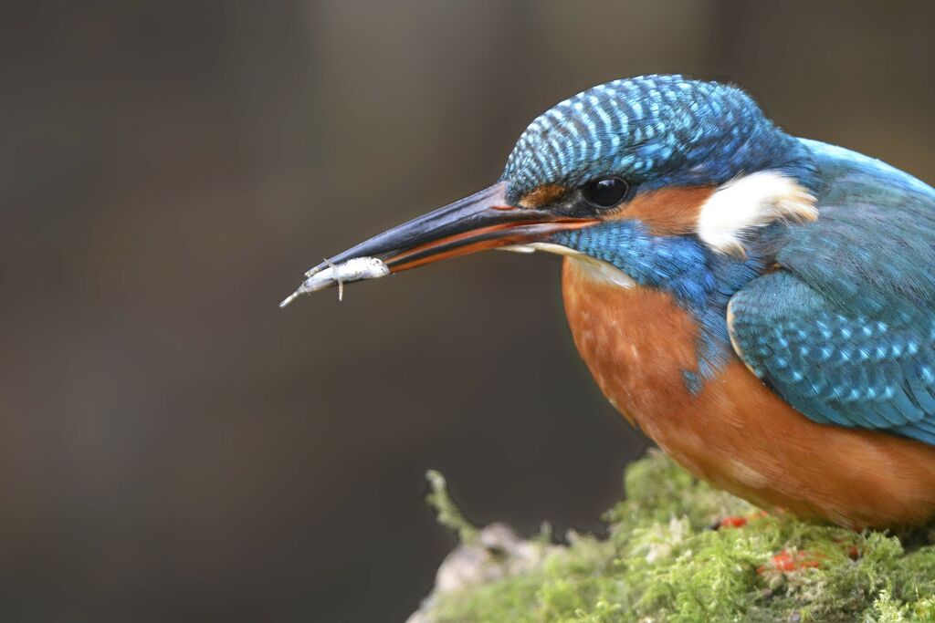 Martin-pêcheur d'Europe femelle 1ère année, portrait, régime