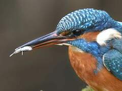 Common Kingfisher