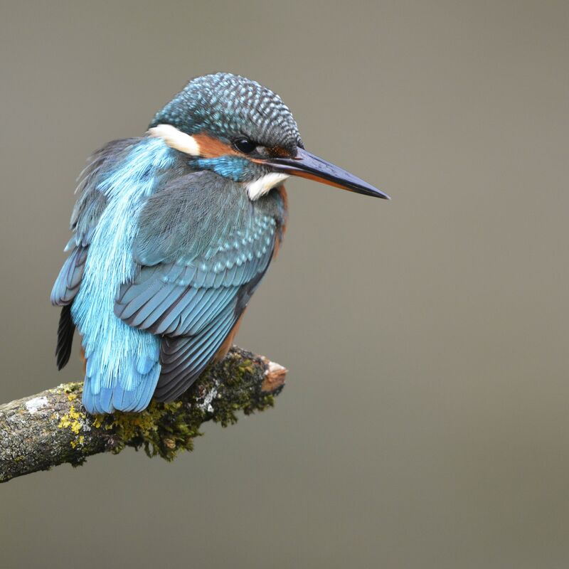 Common Kingfisher female First year, identification