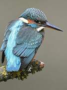 Common Kingfisher