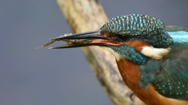 Common Kingfisher, feeding habits