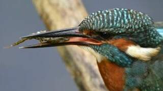 Common Kingfisher