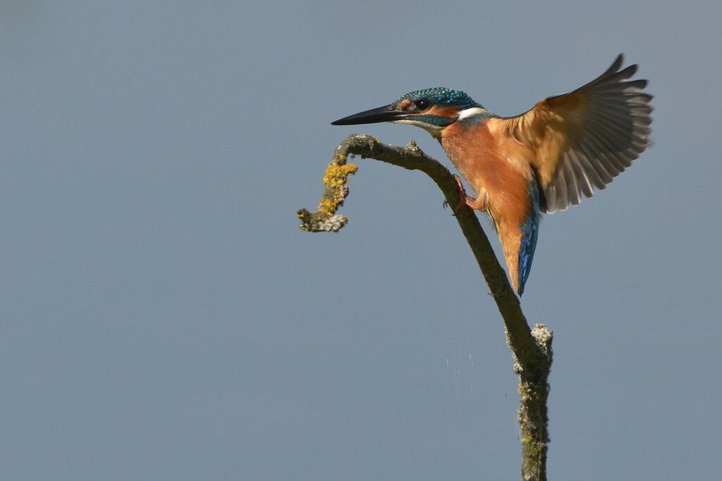 Martin-pêcheur d'Europe mâle immature, identification