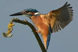 Common Kingfisher