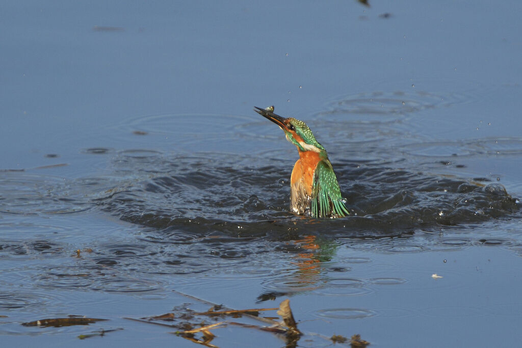 Common Kingfisher, fishing/hunting