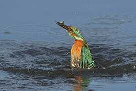 Common Kingfisher