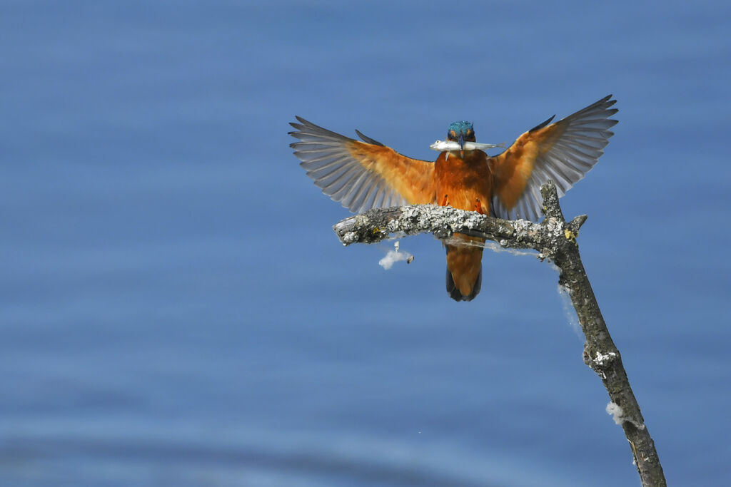 Common Kingfisher male adult, fishing/hunting